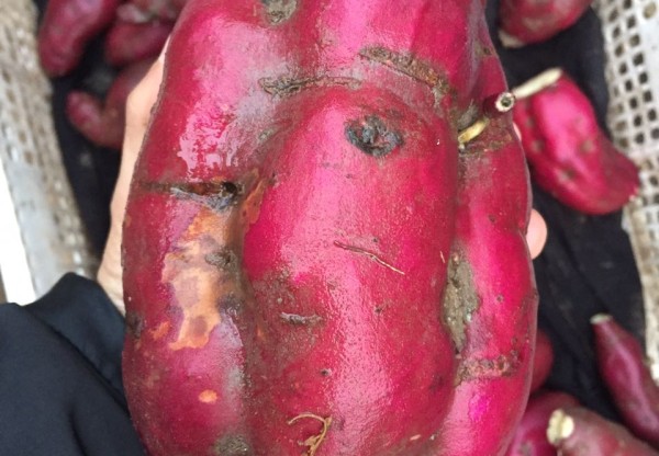 Un Baluarte Slow Food Chile: 