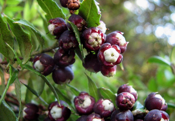 Un Baluarte Slow Food Chile: 