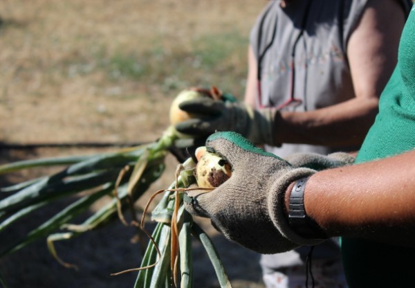 Tomates Felices: Inclusión laboral y salud mental.'s header image