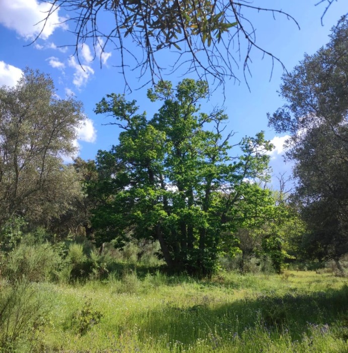 RENACIENDO EN PRIMAVERA