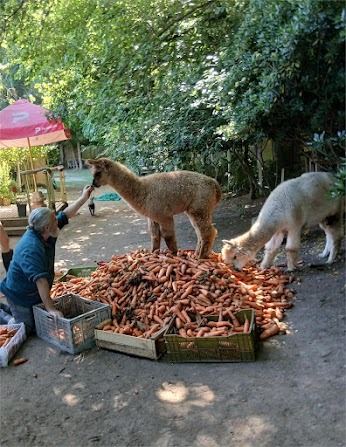 nano-y-zanahorias.jpg
